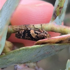 Eurymeloides adspersa at Bungendore, NSW - 2 Jan 2025