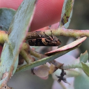 Eurymeloides adspersa at Bungendore, NSW - 2 Jan 2025