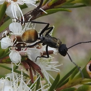 Polyrhachis ammon (Golden-spined Ant, Golden Ant) at Kambah, ACT by HelenCross