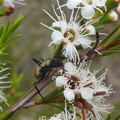 Polyrhachis ammon at Kambah, ACT - 2 Jan 2025