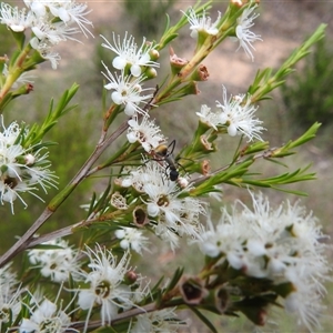 Polyrhachis ammon at Kambah, ACT - 2 Jan 2025