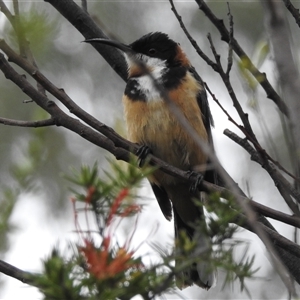 Acanthorhynchus tenuirostris (Eastern Spinebill) at Kambah, ACT by HelenCross