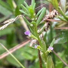 Lythrum hyssopifolia (Small Loosestrife) at Bannister, NSW - 2 Jan 2025 by JaneR