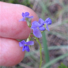 Unidentified Pea at Kambah, ACT - 2 Jan 2025 by HelenCross