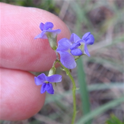 Glycine clandestina (Twining Glycine) at Kambah, ACT - 2 Jan 2025 by HelenCross