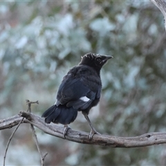 Corcorax melanorhamphos (White-winged Chough) at Deakin, ACT - 15 Dec 2024 by LisaH