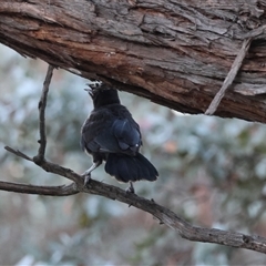 Corcorax melanorhamphos at Deakin, ACT - 15 Dec 2024 07:31 PM