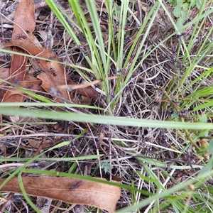 Iridomyrmex purpureus at Kambah, ACT - 2 Jan 2025