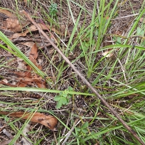 Iridomyrmex purpureus at Kambah, ACT - 2 Jan 2025