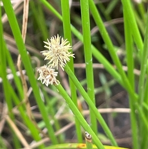 Eleocharis acuta (Common Spike-rush) at Bannister, NSW by JaneR