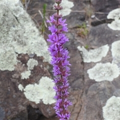 Lythrum salicaria (Purple Loosestrife) at Kambah, ACT - 2 Jan 2025 by HelenCross