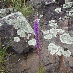 Lythrum salicaria at Kambah, ACT - 2 Jan 2025 05:48 PM