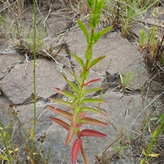 Lythrum salicaria at Kambah, ACT - 2 Jan 2025 05:48 PM