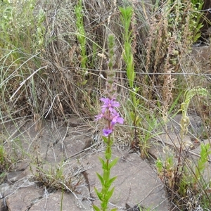 Lythrum salicaria at Kambah, ACT - 2 Jan 2025