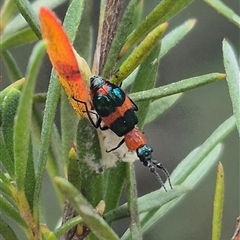 Dicranolaius cinctus at Bungendore, NSW - 2 Jan 2025 by clarehoneydove