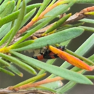 Dicranolaius bellulus at Bungendore, NSW - 2 Jan 2025