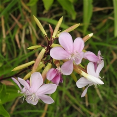 Saponaria officinalis (Soapwort, Bouncing Bet) at Kambah, ACT - 2 Jan 2025 by HelenCross