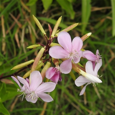 Saponaria officinalis (Soapwort, Bouncing Bet) at Kambah, ACT - 2 Jan 2025 by HelenCross
