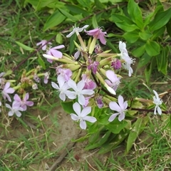 Saponaria officinalis at Kambah, ACT - 2 Jan 2025 05:53 PM