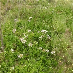 Saponaria officinalis at Kambah, ACT - 2 Jan 2025 05:53 PM