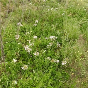 Saponaria officinalis at Kambah, ACT - 2 Jan 2025 05:53 PM