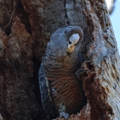 Callocephalon fimbriatum (Gang-gang Cockatoo) at Deakin, ACT - 16 Dec 2024 by LisaH