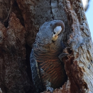 Callocephalon fimbriatum at Deakin, ACT - 16 Dec 2024