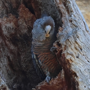 Callocephalon fimbriatum at Deakin, ACT - 16 Dec 2024