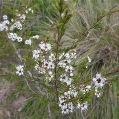 Kunzea ericoides (Burgan) at Kambah, ACT - 2 Jan 2025 by HelenCross