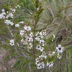 Leptospermum sp. at Kambah, ACT - 2 Jan 2025 by HelenCross