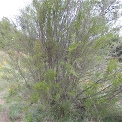 Kunzea ericoides at Kambah, ACT - 2 Jan 2025 06:04 PM