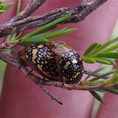 Paropsis pictipennis (Tea-tree button beetle) at Kambah, ACT - 2 Jan 2025 by HelenCross