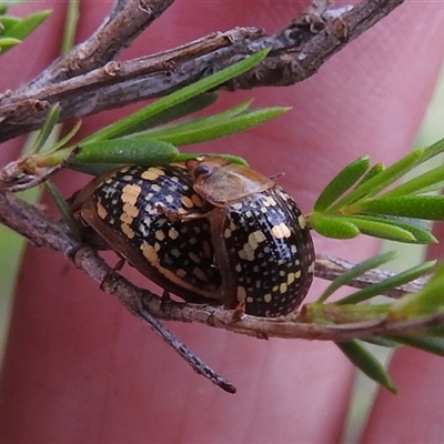 Paropsis pictipennis (Tea-tree button beetle) at Kambah, ACT - 2 Jan 2025 by HelenCross