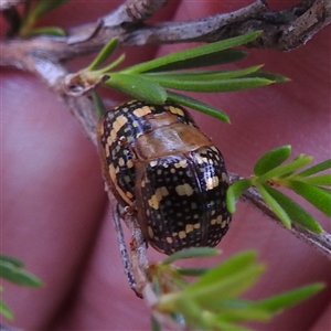 Paropsis pictipennis at Kambah, ACT - 2 Jan 2025 06:05 PM