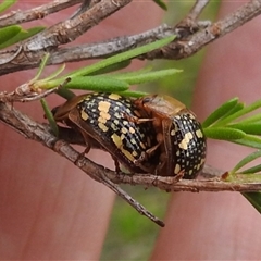 Paropsis pictipennis at Kambah, ACT - 2 Jan 2025 06:05 PM