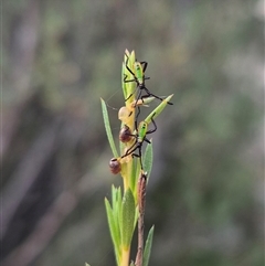 Coreidae (family) (Coreid plant bug) at Bungendore, NSW - 2 Jan 2025 by clarehoneydove