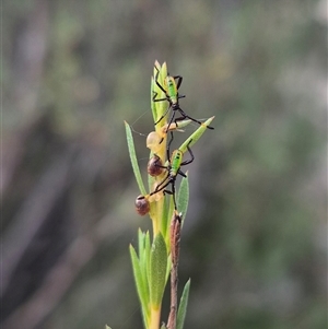 Coreidae (family) (Coreid plant bug) at Bungendore, NSW by clarehoneydove