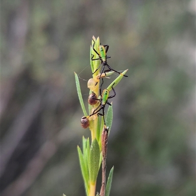 Coreidae (family) (Coreid plant bug) at Bungendore, NSW - 2 Jan 2025 by clarehoneydove