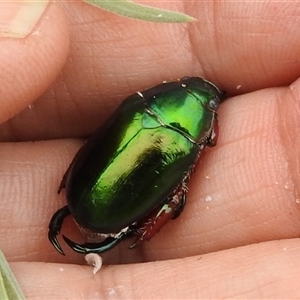 Repsimus manicatus montanus at Kambah, ACT - 2 Jan 2025