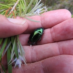 Repsimus manicatus montanus at Kambah, ACT - 2 Jan 2025