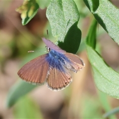 Nacaduba biocellata (Two-spotted Line-Blue) at Deakin, ACT - 16 Dec 2024 by LisaH