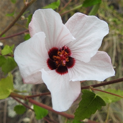 Pavonia hastata (Spearleaf Swampmallow) at Kambah, ACT - 2 Jan 2025 by HelenCross