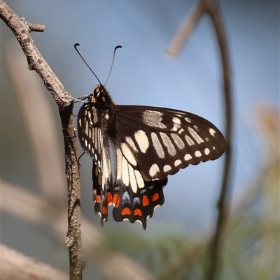 Papilio anactus (Dainty Swallowtail) at Deakin, ACT - 16 Dec 2024 by LisaH