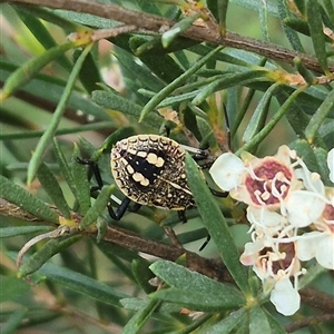 Theseus modestus (Gum tree shield bug) at Bungendore, NSW by clarehoneydove