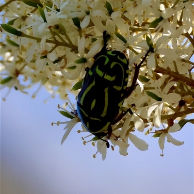 Eupoecila australasiae (Fiddler Beetle) at Deakin, ACT - 15 Dec 2024 by LisaH