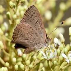 Paralucia pyrodiscus (Fiery Copper) at Deakin, ACT - 15 Dec 2024 by LisaH