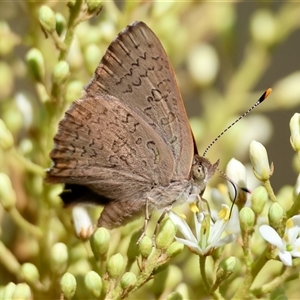 Paralucia pyrodiscus (Fiery Copper) at Deakin, ACT by LisaH