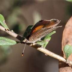 Paralucia pyrodiscus at Deakin, ACT - 16 Dec 2024