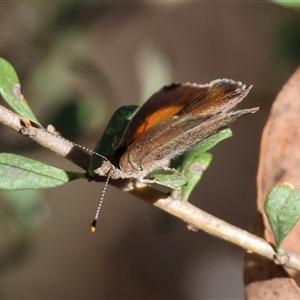 Paralucia pyrodiscus at Deakin, ACT - 16 Dec 2024