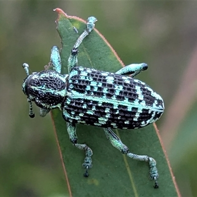 Chrysolopus spectabilis at Kambah, ACT - 2 Jan 2025 by HelenCross